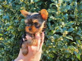 Chiot Yorkshire Terrier mâle non LOF disponible à la réservation