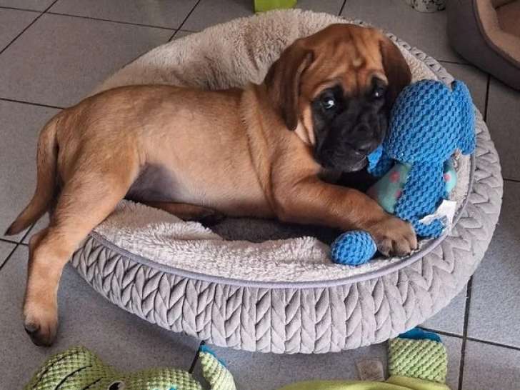 Chiot femelle Mastiff Anglais LOF née en janvier 2026  en vente