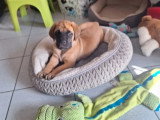 Chiot femelle Mastiff Anglais LOF née en janvier 2026  en vente