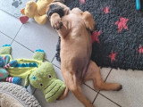 Chiot femelle Mastiff Anglais LOF née en janvier 2026  en vente