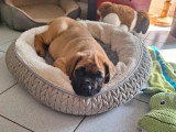 Chiot femelle Mastiff Anglais LOF née en janvier 2026  en vente