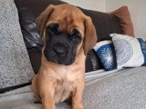 Chiot femelle Mastiff Anglais LOF née en janvier 2026  en vente