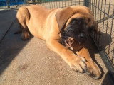 Chiot femelle Mastiff Anglais LOF née en janvier 2026  en vente