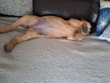Chiot femelle Mastiff Anglais LOF née en janvier 2026  en vente