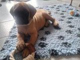 Chiot femelle Mastiff Anglais LOF née en janvier 2026  en vente
