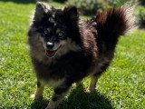 Chienne Pomsky non LOF née en juillet 2021 à vendre