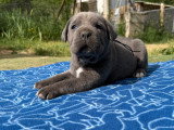Chiot Cane Corso bleus LOF à vendre