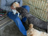 Patachou, Lagotto Romagnolo à adopter en association