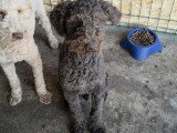 Patachou, Lagotto Romagnolo à adopter en association