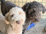 Patachou, Lagotto Romagnolo à adopter en association
