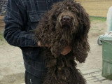 Patachou, Lagotto Romagnolo à adopter en association