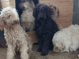 Patachou, Lagotto Romagnolo à adopter en association