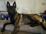 Donne chienne Malinois