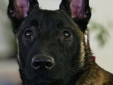Donne chienne Malinois