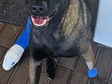 Donne chienne Malinois