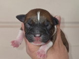 Chiot Staffordshire Bull Terrier LOF à vendre