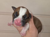 Chiot Staffordshire Bull Terrier LOF à vendre
