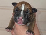 Chiot Staffordshire Bull Terrier LOF à vendre