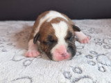 Chiot Staffordshire Bull Terrier LOF à vendre