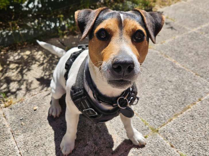 Scrappy, Jack Russel disponible pour saillie