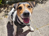 Scrappy, Jack Russel disponible pour saillie