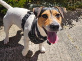 Scrappy, Jack Russel disponible pour saillie