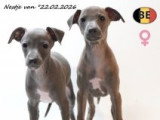 Magnifiques chiots Petit Lévrier Italien à vendre