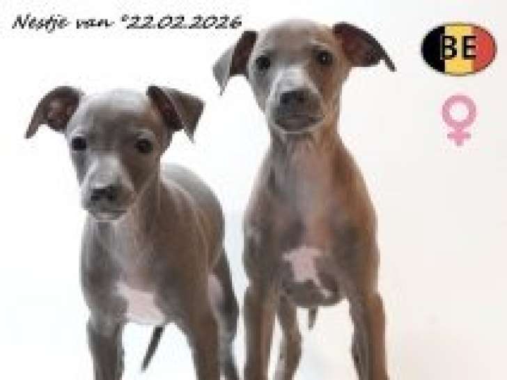 Magnifiques chiots Petit Lévrier Italien à vendre