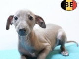 Magnifiques chiots Petit Lévrier Italien à vendre