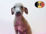 Magnifiques chiots Petit Lévrier Italien à vendre