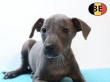 Magnifiques chiots Petit Lévrier Italien à vendre
