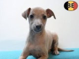 Magnifiques chiots Petit Lévrier Italien à vendre