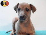 Magnifiques chiots Petit Lévrier Italien à vendre