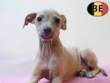 Magnifiques chiots Petit Lévrier Italien à vendre