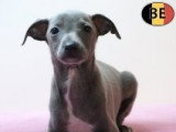Magnifiques chiots Petit Lévrier Italien à vendre
