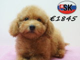 Chiots Caniche élégants et vifs à vendre en animalerie