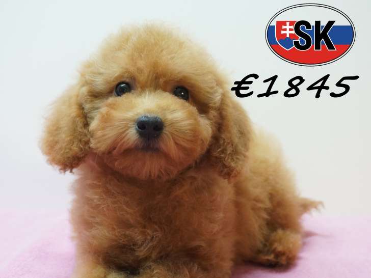 Chiots Caniche élégants et vifs à vendre en animalerie