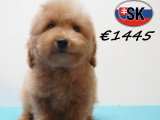Chiots Caniche élégants et vifs à vendre en animalerie