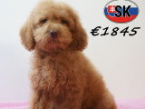 Chiots Caniche élégants et vifs à vendre en animalerie