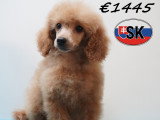 Chiots Caniche élégants et vifs à vendre en animalerie