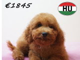 Chiots Caniche élégants et vifs à vendre en animalerie