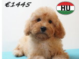 Chiots Caniche élégants et vifs à vendre en animalerie
