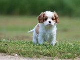 Chiot mâle Cavalier King Charles Blenheim LOF à vendre de février 2026