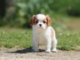 Chiot mâle Cavalier King Charles Blenheim LOF à vendre de février 2026