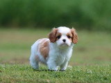 Chiot mâle Cavalier King Charles Blenheim LOF à vendre de février 2026