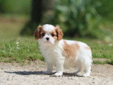 Chiot mâle Cavalier King Charles Blenheim LOF à vendre de février 2026
