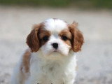 Chiot mâle Cavalier King Charles Blenheim LOF à vendre de février 2026