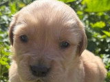 3 chiots femelles Golden Retriever à réserver LOF avril 2026