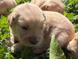 3 chiots femelles Golden Retriever à réserver LOF avril 2026