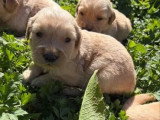 3 chiots femelles Golden Retriever à réserver LOF avril 2026